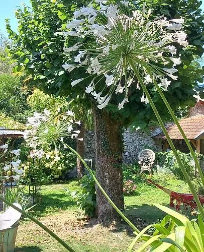 Hortensia Bagnères-de-Bigorre