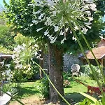 Hortensia Bagnères-de-Bigorre