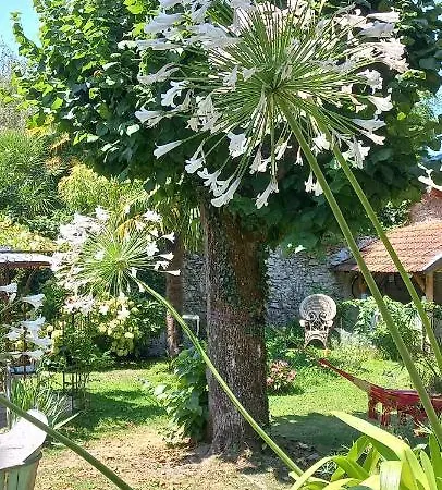 Hortensia Bagnères-de-Bigorre